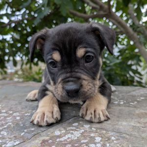 The Pepper Litter is ready to find their people These pups are all puppy - playful curious and le