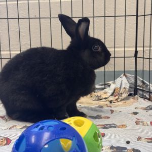 Paprika, Baby Female unknown