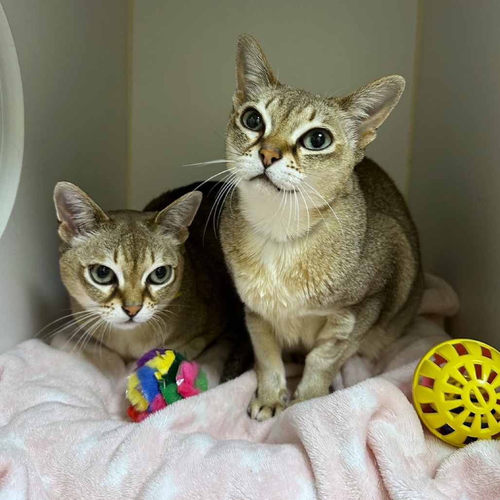 Thor, an adoptable Singapura in Woodinville, WA, 98072 | Photo Image 1