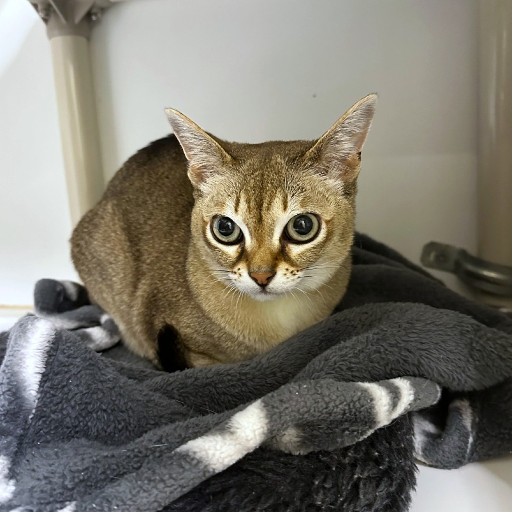 Thor, an adoptable Singapura in Woodinville, WA, 98072 | Photo Image 3
