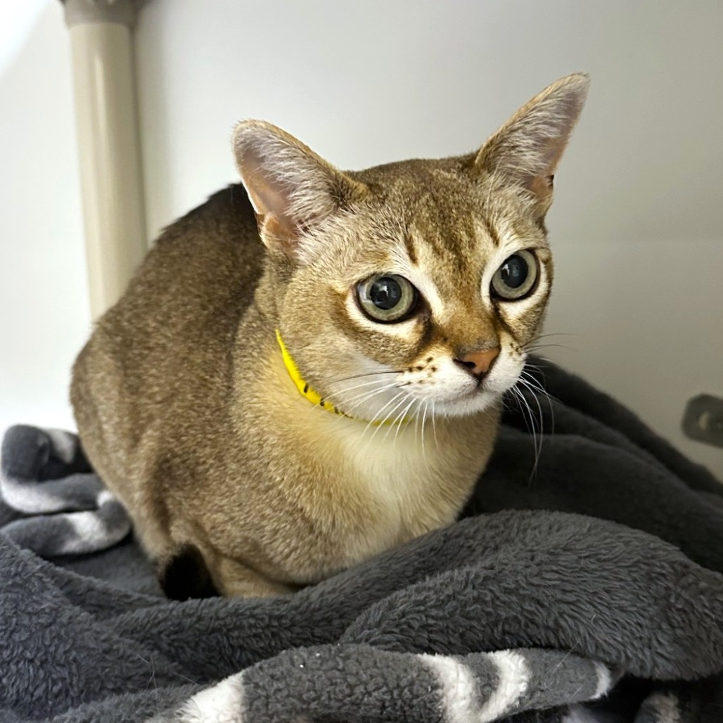 Thor, an adoptable Singapura in Woodinville, WA, 98072 | Photo Image 4