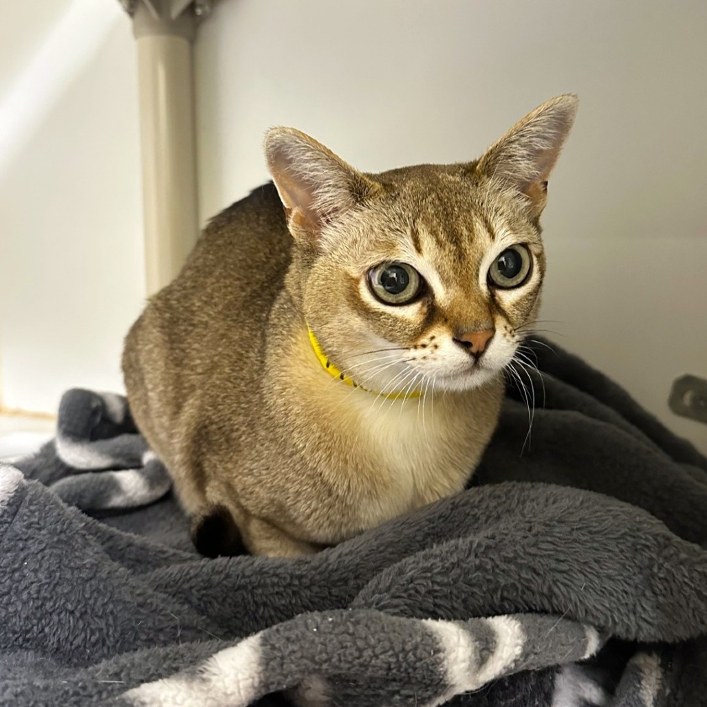 Thor, an adoptable Singapura in Woodinville, WA, 98072 | Photo Image 5