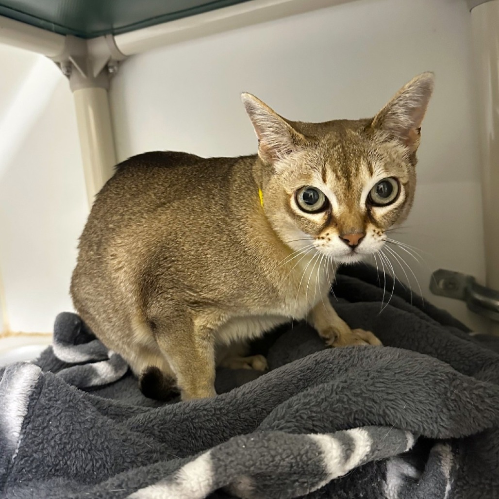 Thor, an adoptable Singapura in Woodinville, WA, 98072 | Photo Image 6