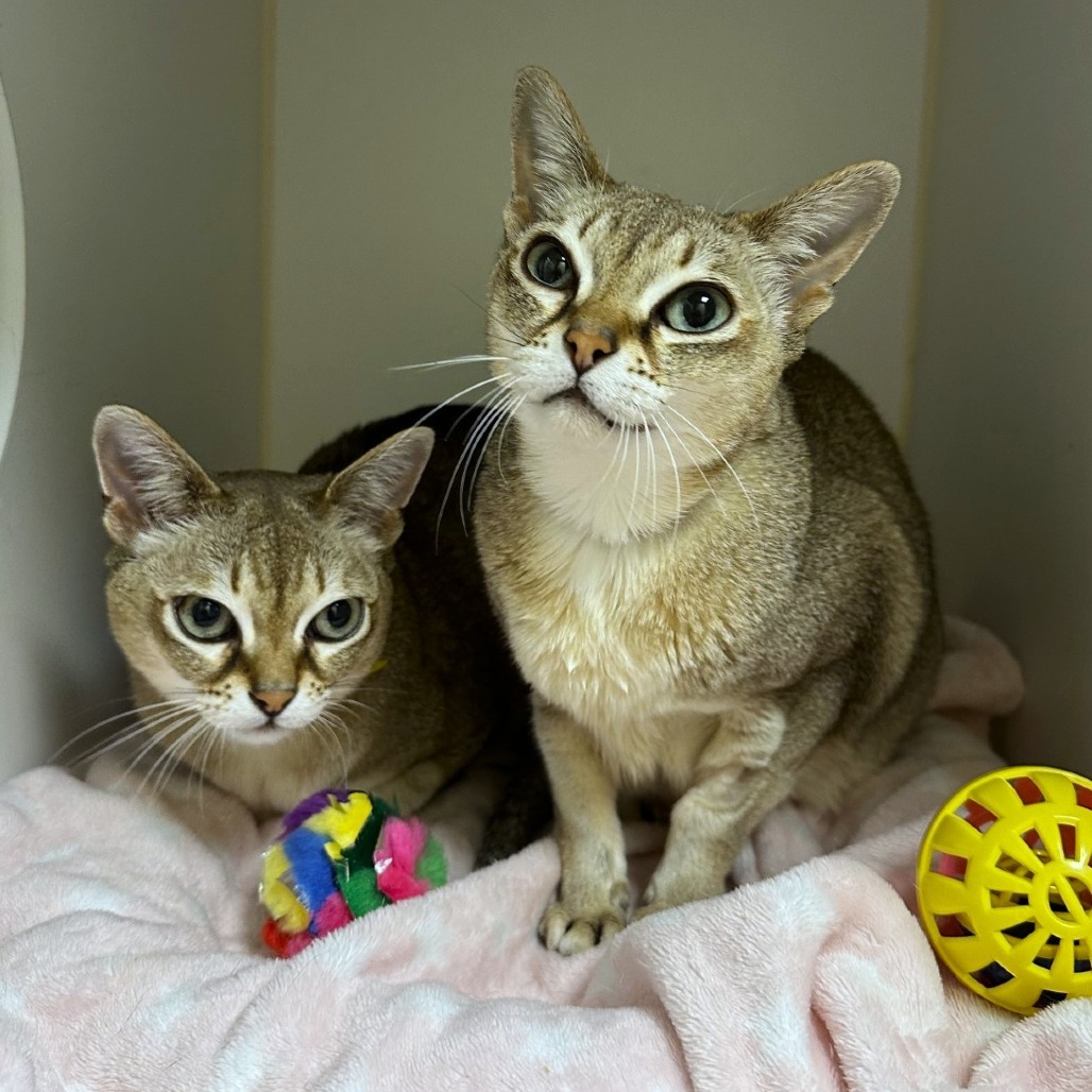 Diana, an adoptable Singapura in Woodinville, WA, 98072 | Photo Image 1