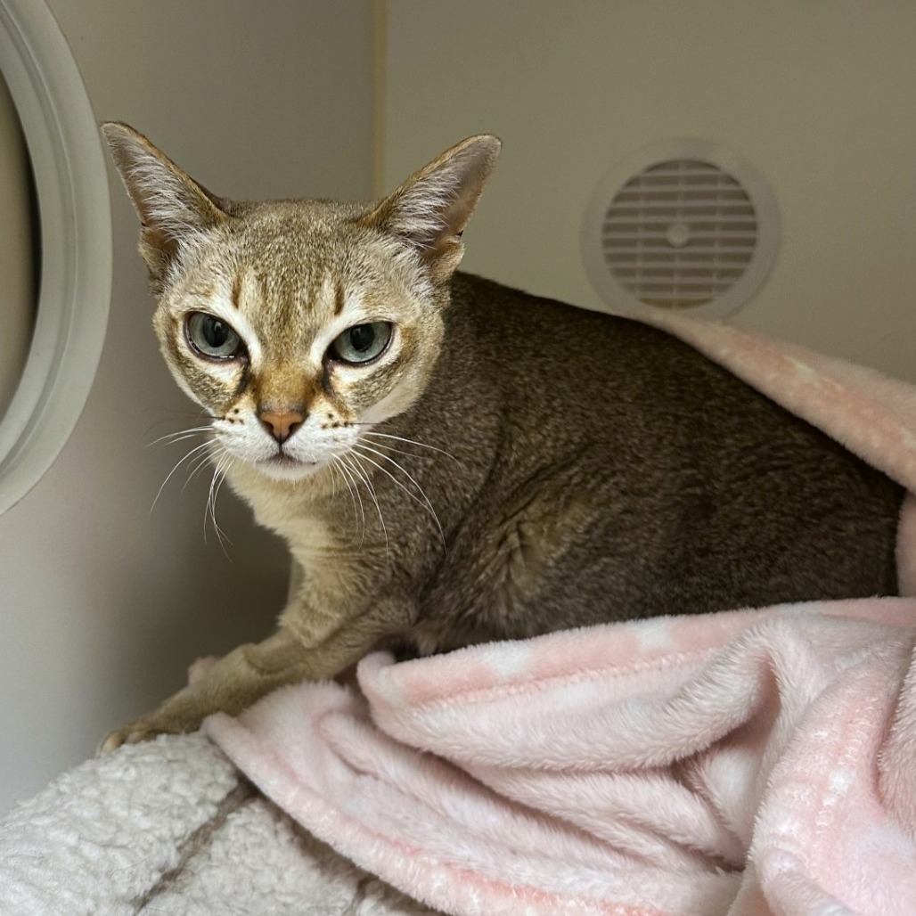 Diana, an adoptable Singapura in Woodinville, WA, 98072 | Photo Image 2