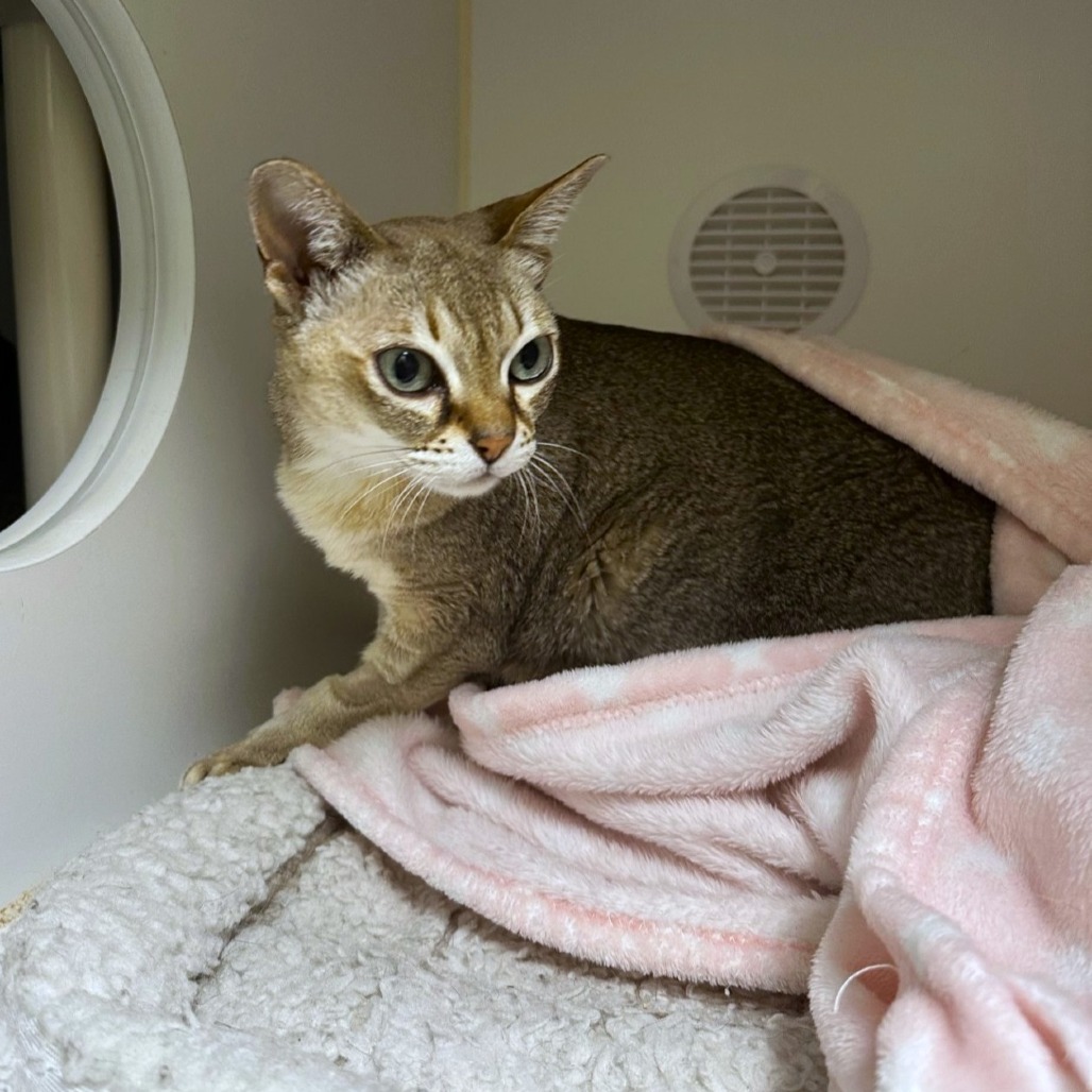 Diana, an adoptable Singapura in Woodinville, WA, 98072 | Photo Image 3