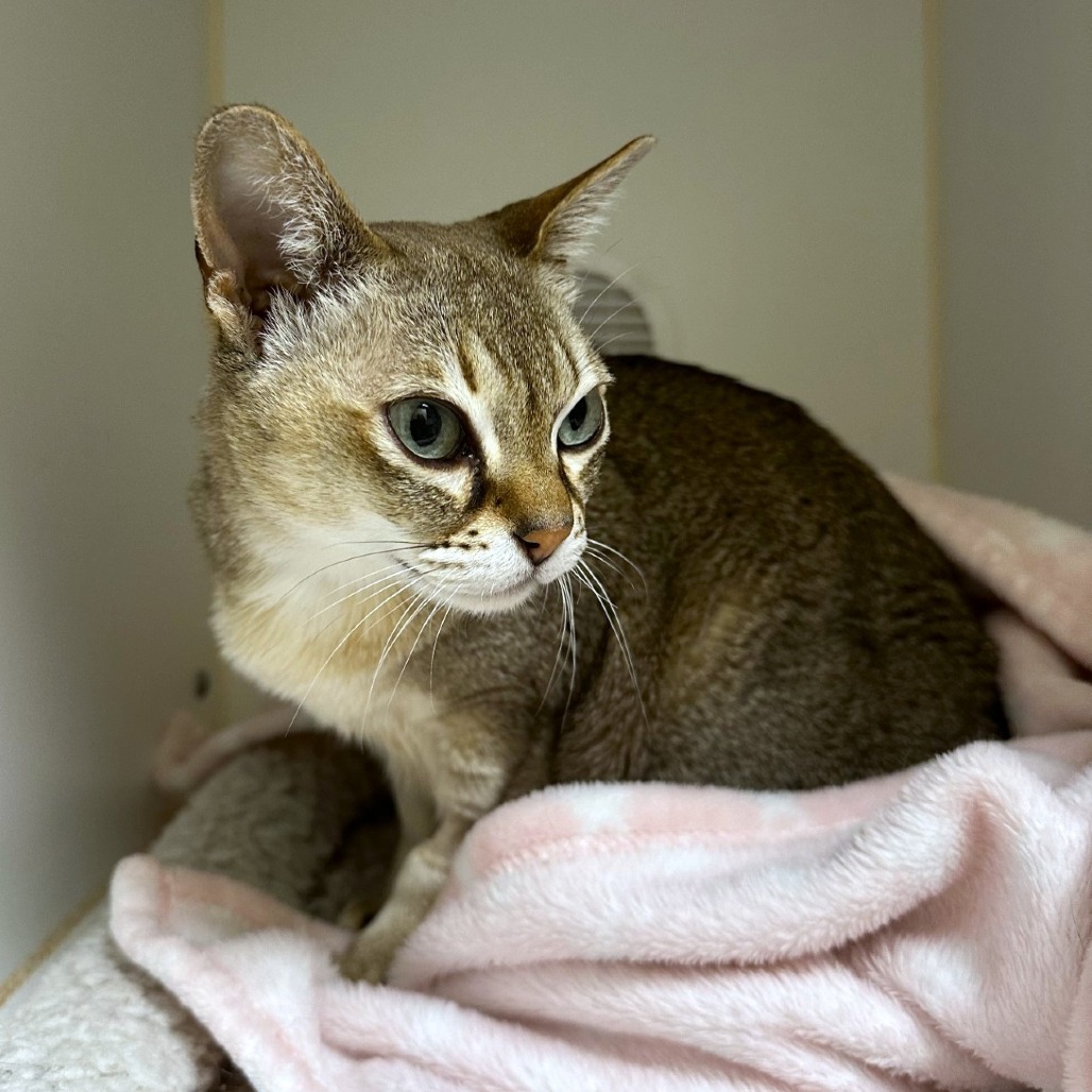 Diana, an adoptable Singapura in Woodinville, WA, 98072 | Photo Image 4