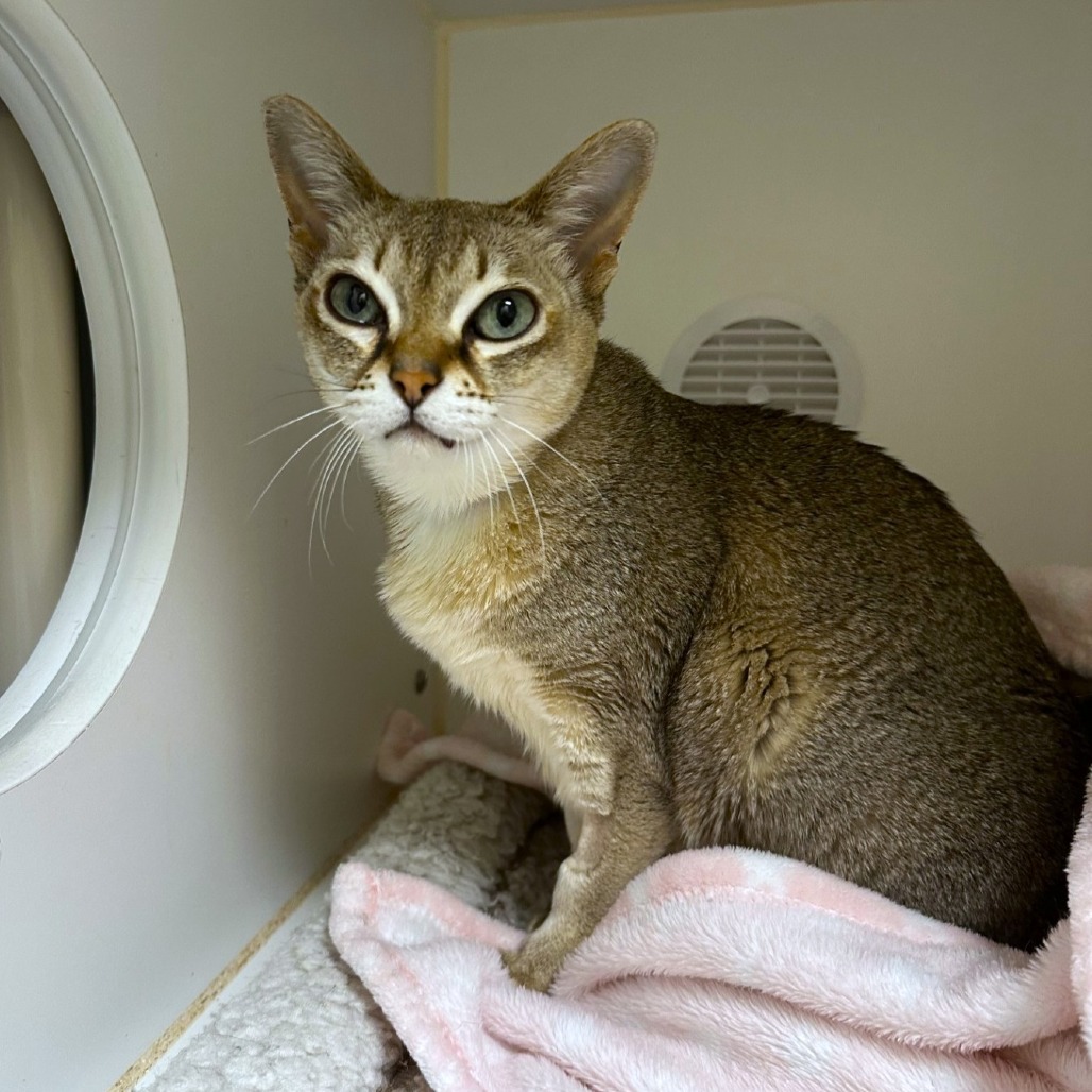 Diana, an adoptable Singapura in Woodinville, WA, 98072 | Photo Image 5