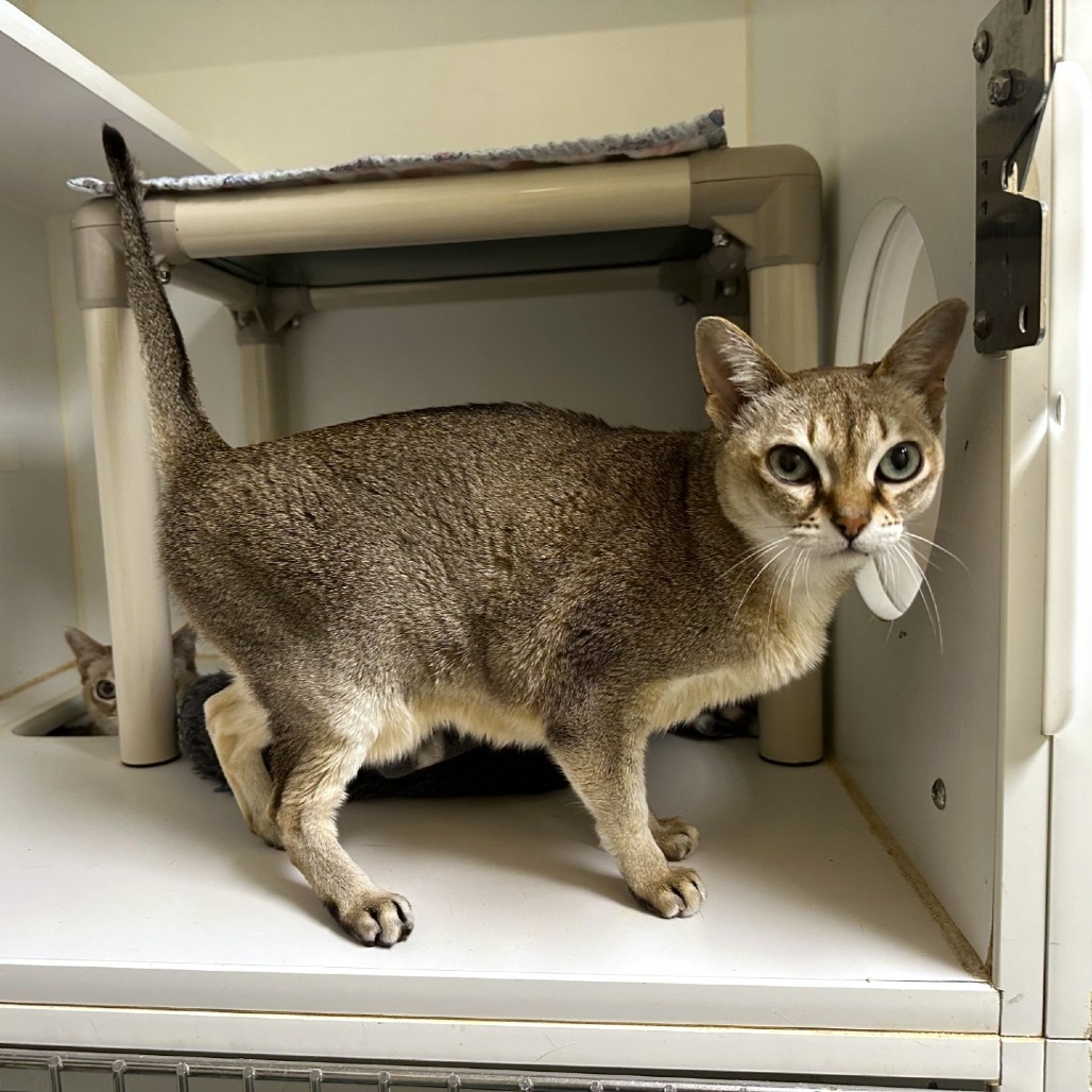 Diana, an adoptable Singapura in Woodinville, WA, 98072 | Photo Image 6