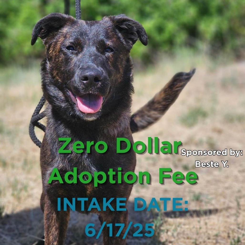Lainey, an adoptable Dutch Shepherd, Mixed Breed in Mount Shasta, CA, 96067 | Photo Image 1