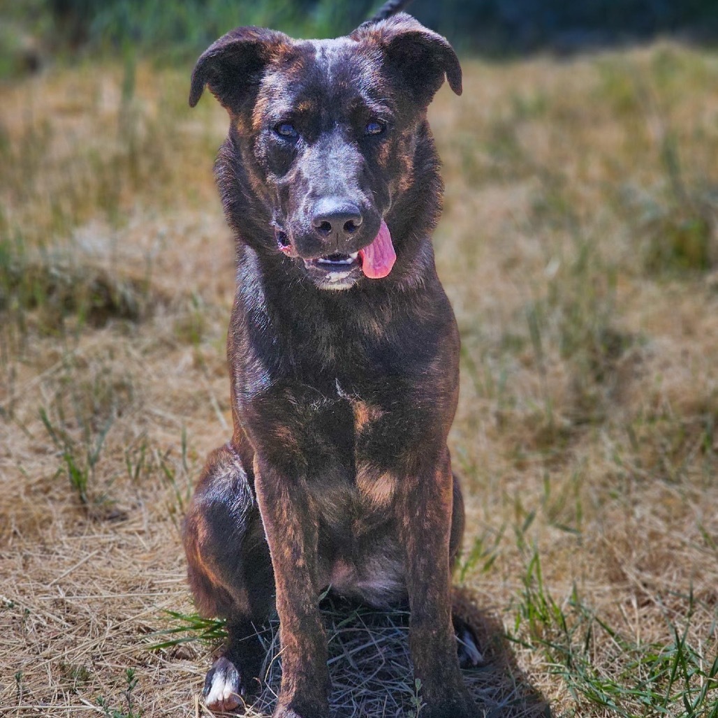 Lainey, an adoptable Dutch Shepherd, Mixed Breed in Mount Shasta, CA, 96067 | Photo Image 3