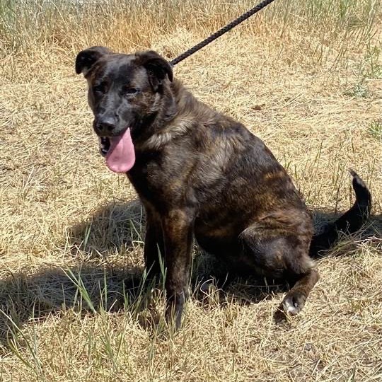 Lainey, an adoptable Dutch Shepherd, Mixed Breed in Mount Shasta, CA, 96067 | Photo Image 4