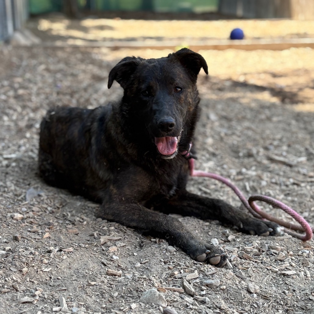 Lainey, an adoptable Dutch Shepherd, Mixed Breed in Mount Shasta, CA, 96067 | Photo Image 5