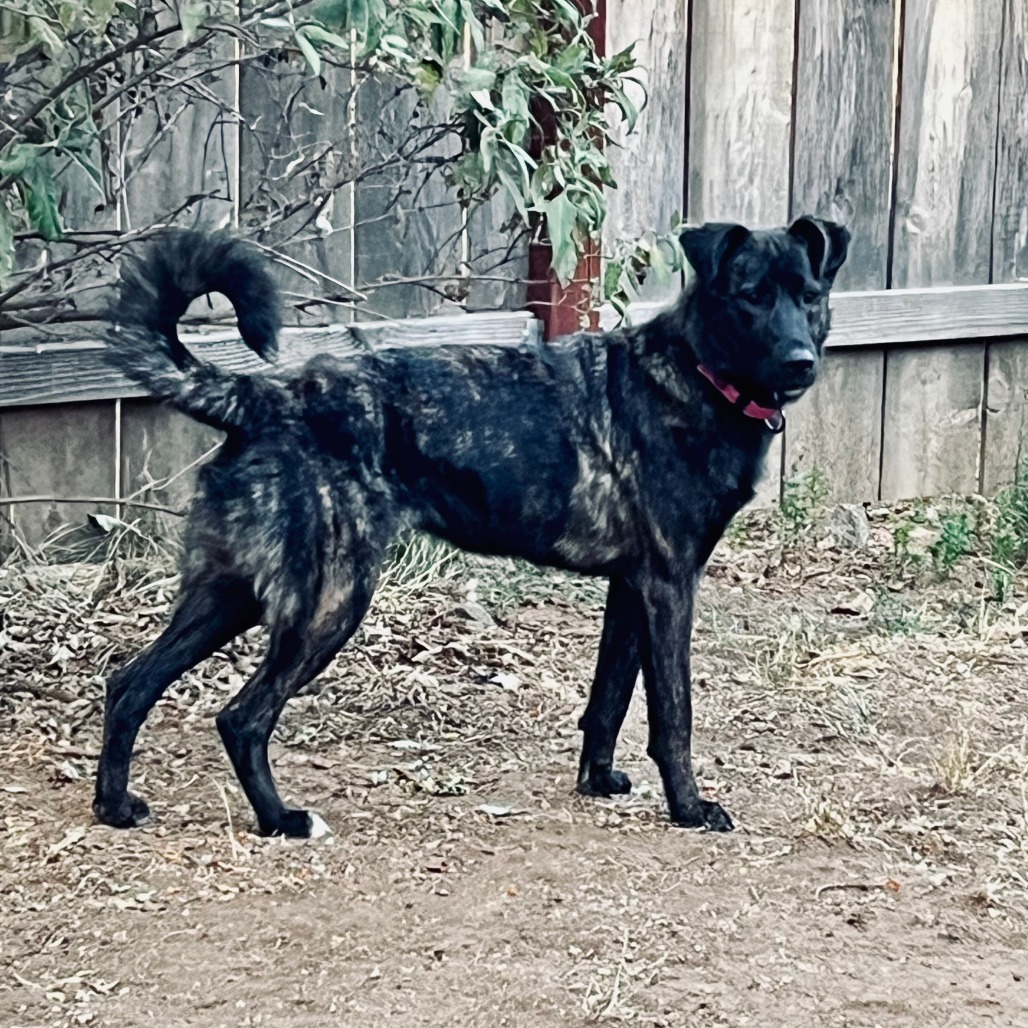 Lainey, an adoptable Dutch Shepherd, Mixed Breed in Mount Shasta, CA, 96067 | Photo Image 6