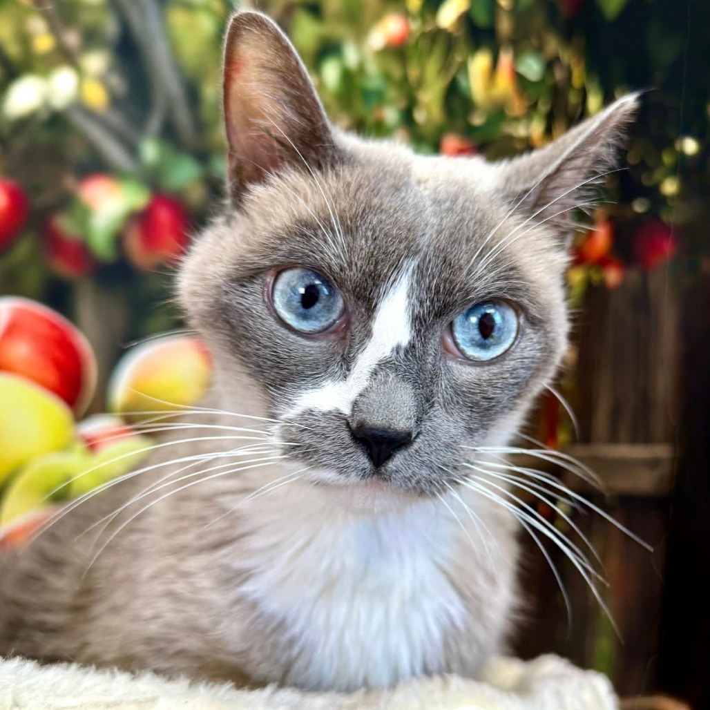Elvira, an adoptable Domestic Short Hair in Wichita, KS, 67278 | Photo Image 1