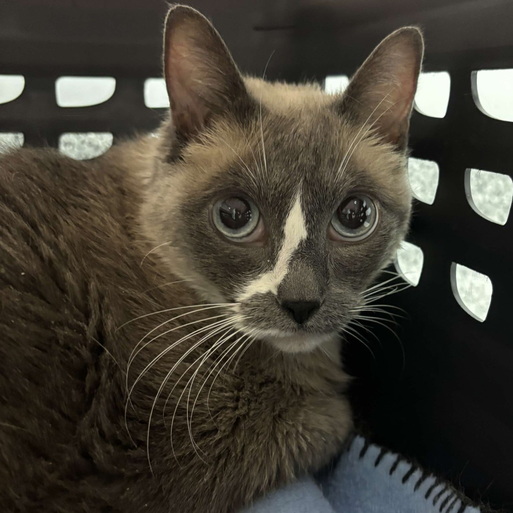 Elvira, an adoptable Domestic Short Hair in Wichita, KS, 67278 | Photo Image 2