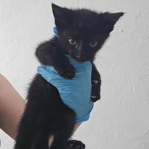 Michelangelo, an adoptable Domestic Short Hair in Jacksonville, OR, 97530 | Photo Image 1