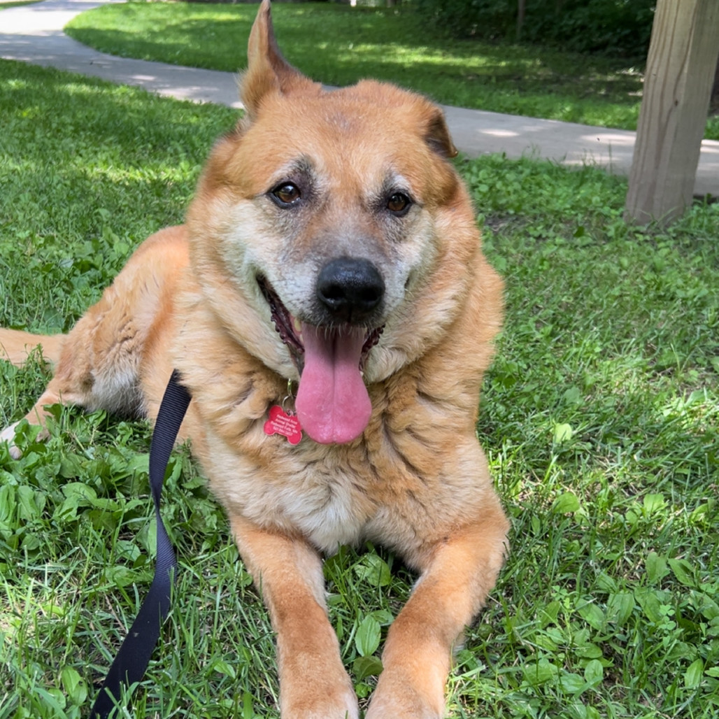 Hachiko (Hachi), an adoptable German Shepherd Dog, Yellow Labrador Retriever in Redwood Falls, MN, 56283 | Photo Image 1
