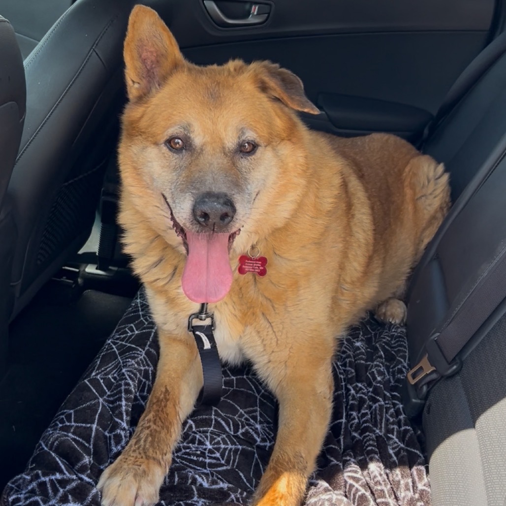 Hachiko (Hachi), an adoptable German Shepherd Dog, Yellow Labrador Retriever in Redwood Falls, MN, 56283 | Photo Image 2