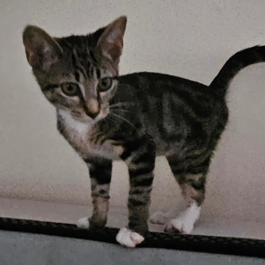 Cinnamon