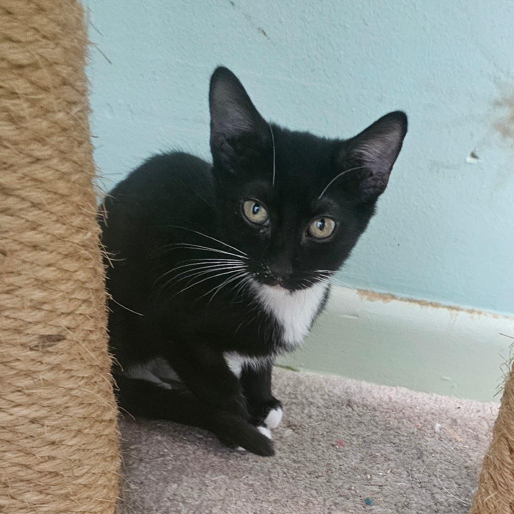 Bowie