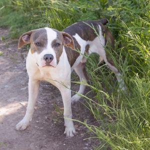 Bodhi, Adult Male unknown