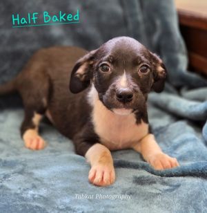Half Baked (25505), Baby Male unknown
