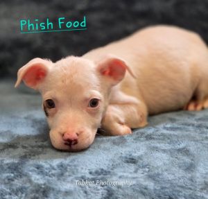 Phish Food (25503), Baby Male unknown