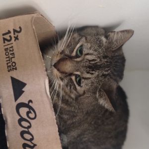 Zoodle, Adult Male unknown