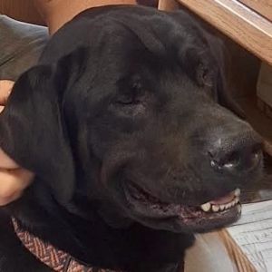 Thor, Adult Male unknown