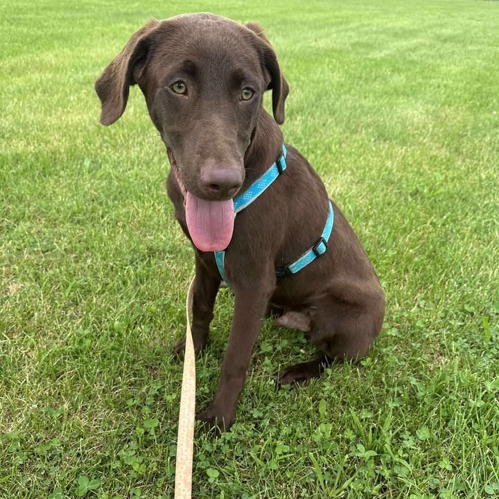 Finn