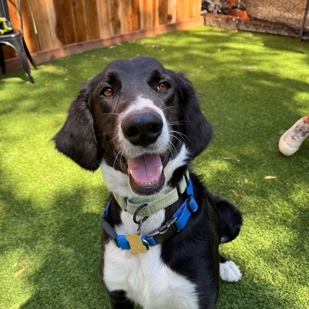 JED, an adoptable Setter, Mixed Breed in Point Richmond, CA, 94801 | Photo Image 1