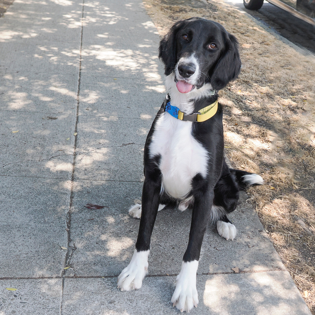 JED, an adoptable Setter, Mixed Breed in Point Richmond, CA, 94801 | Photo Image 2