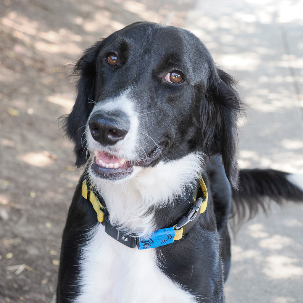 JED, an adoptable Setter, Mixed Breed in Point Richmond, CA, 94801 | Photo Image 3