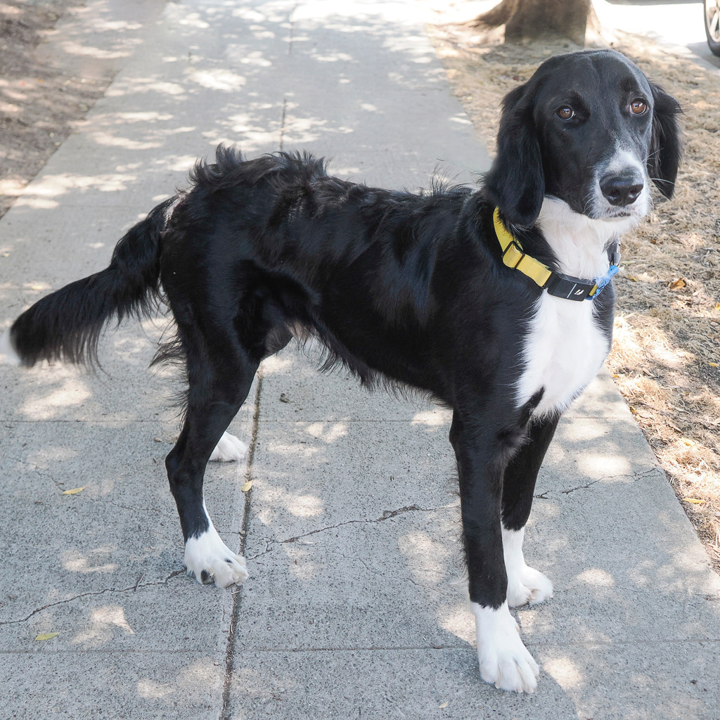 JED, an adoptable Setter, Mixed Breed in Point Richmond, CA, 94801 | Photo Image 4