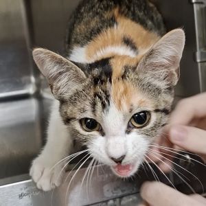 Candy 2025 Domestic Short Hair Cat
