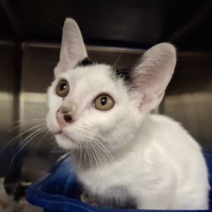 Jose Cuervo Domestic Short Hair Cat