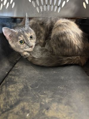 Persephone, Young Female unknown