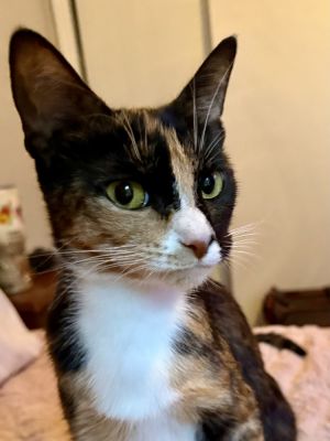Chasity, Adult Female unknown