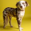 Cosmo - 25176 photo 1