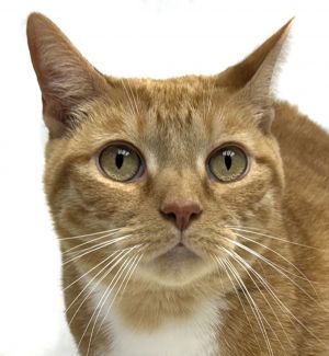 Kiki, Adult Male unknown