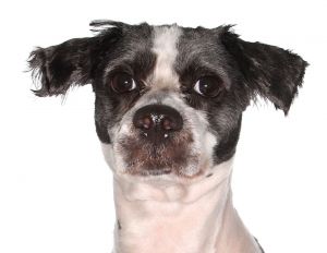 Hattie, Adult Female unknown
