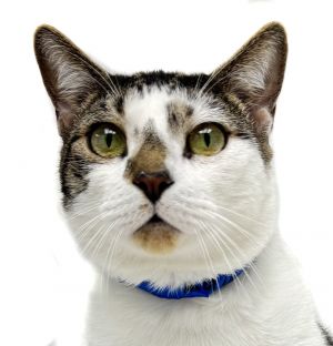 Max, Adult Male unknown