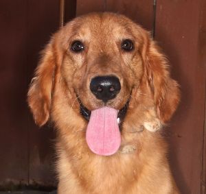 Harvey, Adult Male unknown