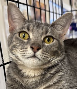 Tyger, Adult Male unknown