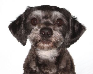Maggie, Adult Female unknown