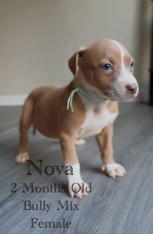 Nova - Eclipse, Baby Female unknown