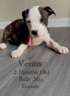 Venus - Eclipse, Baby Female unknown