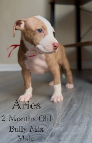 Aries - Eclipse, Baby Male unknown