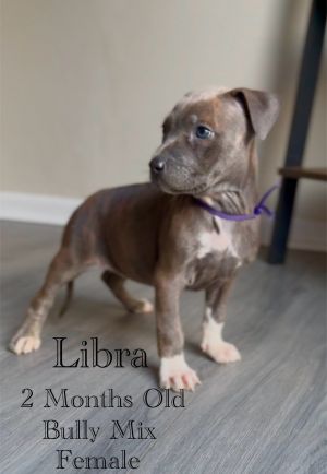 Libra - Eclipse, Baby Female unknown